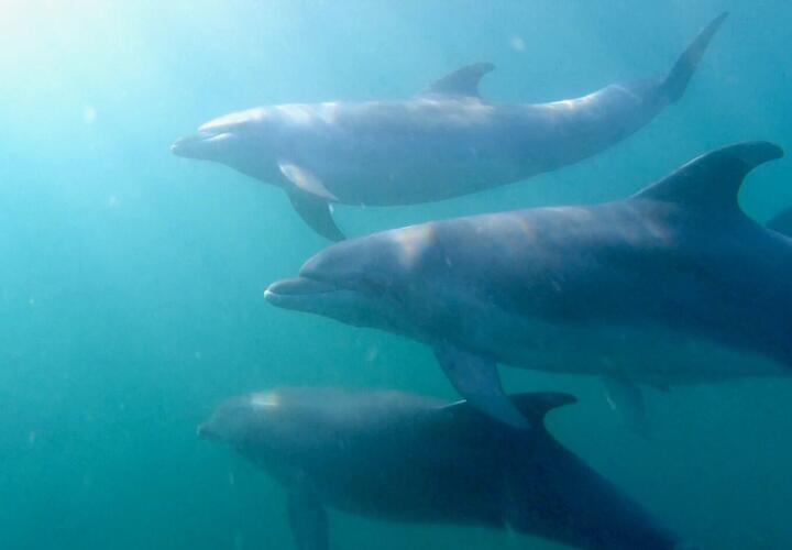 На побережье Краснодарского края нашли более 100 погибших дельфинов